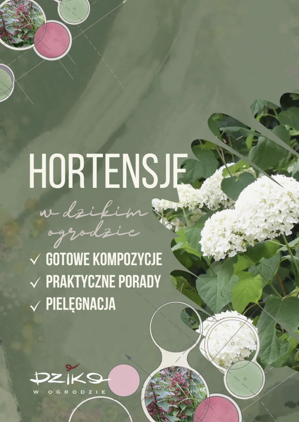 Hortensje – jak komponować i pielęgnować
